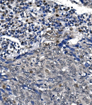 Anti-RNA polymerase II/POLR2A Antibody