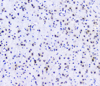 Anti-RNA polymerase II/POLR2A Antibody