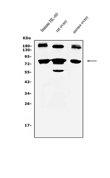 Anti-PRDM5 Antibody
