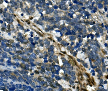 Anti-RBPMS Antibody