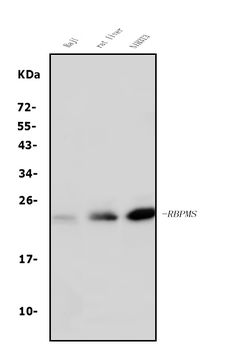 Anti-RBPMS Antibody