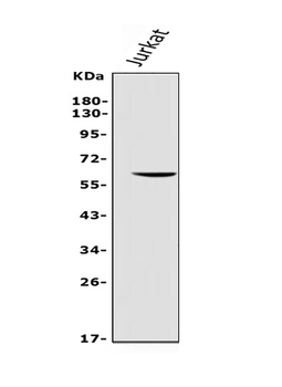 Anti-REC8 Antibody