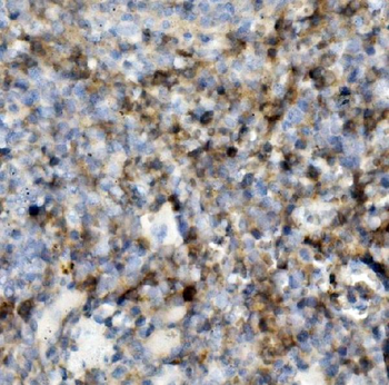 Anti-PSGL-1/Selplg Antibody