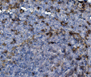 Anti-PSGL-1/Selplg Antibody