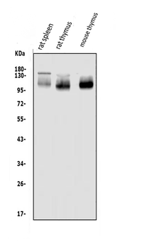 Anti-PSGL-1/Selplg Antibody