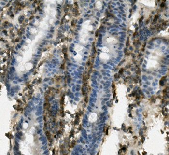 Anti-PSGL-1/Selplg Antibody