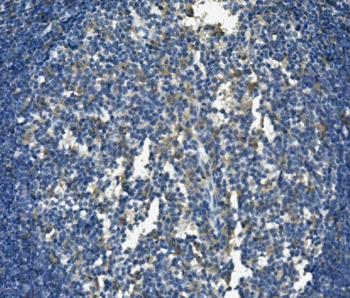 Anti-PSGL-1/Selplg Antibody