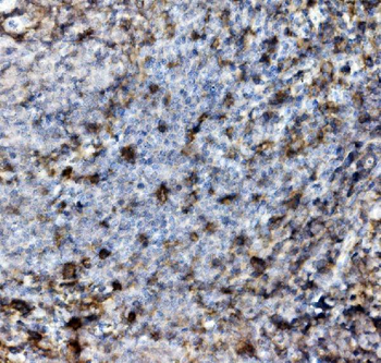 Anti-PSGL-1/Selplg Antibody