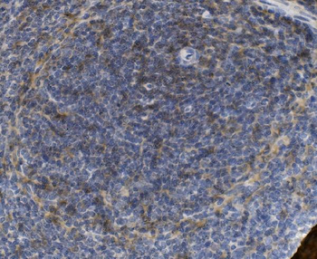 Anti-PSGL-1/Selplg Antibody
