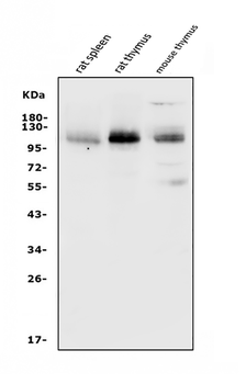 Anti-PSGL-1/Selplg Antibody
