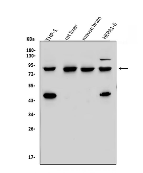 Anti-Vinexin/SORBS3 Antibody