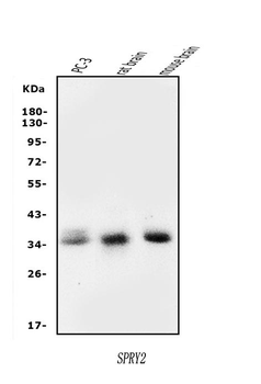 Anti-Spry-2/SPRY2 Antibody