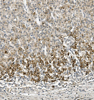 Anti-Sprouty 4/Spry-4/SPRY4 Antibody