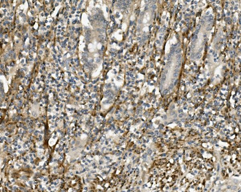 Anti-Sprouty 4/Spry-4/SPRY4 Antibody