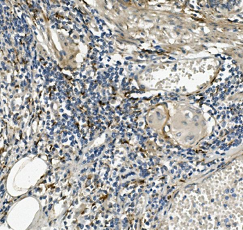 Anti-Sprouty 4/Spry-4/SPRY4 Antibody