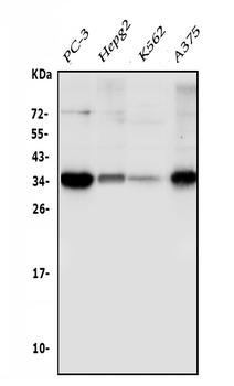 Anti-Sprouty 4/Spry-4/SPRY4 Antibody