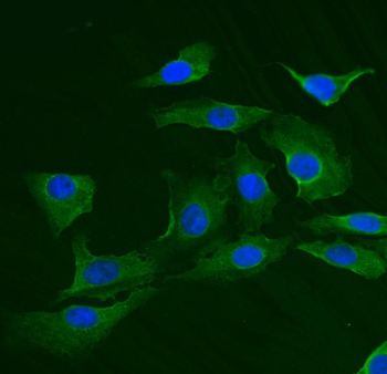Anti-TRIM25/EFP Antibody
