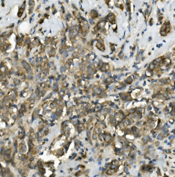 Anti-TRIM25/EFP Antibody