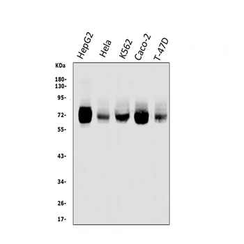 Anti-TRIM25/EFP Antibody