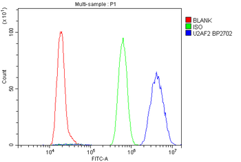 Anti-U2AF65/U2AF2 Antibody