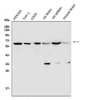 Anti-U2AF65/U2AF2 Antibody