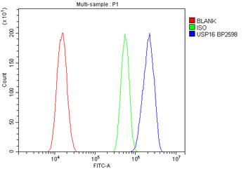 USP16 Antibody