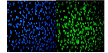 USP16 Antibody