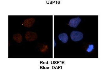 USP16 Antibody