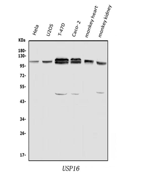 USP16 Antibody