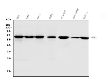 Anti-USP21 Antibody