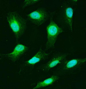 Anti-USP25 Antibody