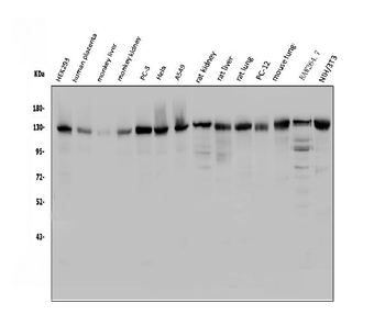 Anti-USP25 Antibody