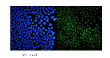 USP44 Antibody