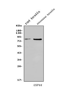 USP44 Antibody