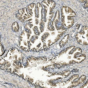 Anti-Rex1/ZFP42 Antibody