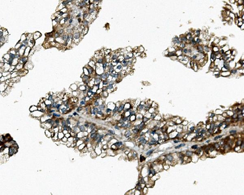 Anti-Rex1/ZFP42 Antibody