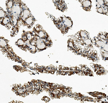 Anti-Rex1/ZFP42 Antibody