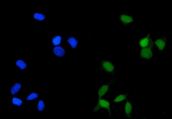 Anti-PP2A-alpha/PPP2CA Antibody (monoclonal, 3B6)