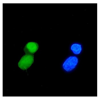 TIF1 gamma/TRIM33 Antibody (monoclonal, 8I8)