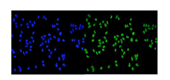 Anti-MCM2 Antibody (monoclonal, 11C4)