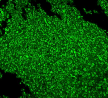 Anti-MCM2 Antibody (monoclonal, 11C4)
