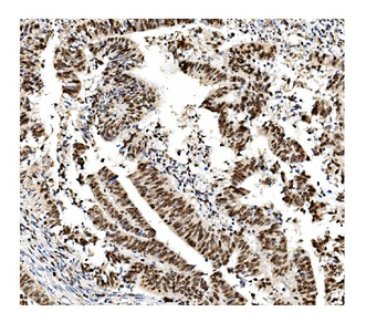 Anti-MCM2 Antibody (monoclonal, 11C4)