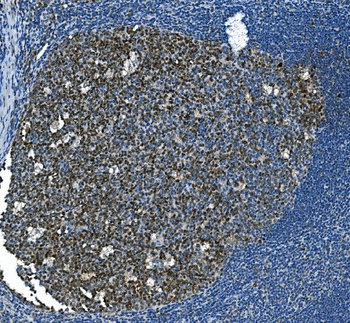 Anti-MCM2 Antibody (monoclonal, 11C4)
