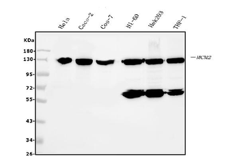 Anti-MCM2 Antibody (monoclonal, 11C4)