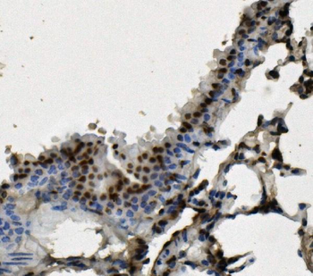 Anti-hnRNP D/AUF1/HNRNPD Antibody (monoclonal, 2B12)