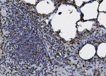 Anti-hnRNP D/AUF1/HNRNPD Antibody (monoclonal, 2B12)