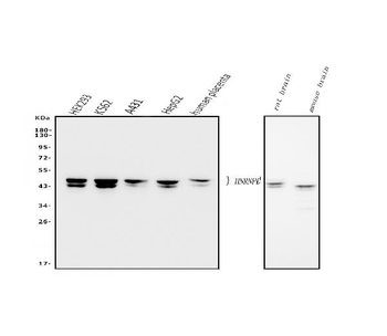 Anti-hnRNP D/AUF1/HNRNPD Antibody (monoclonal, 2B12)