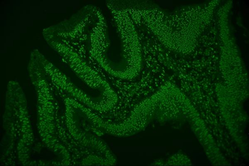 Anti-hnRNP D/AUF1/HNRNPD Antibody (monoclonal, 4F3)