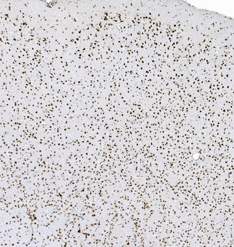 Anti-hnRNP D/AUF1/HNRNPD Antibody (monoclonal, 4F3)
