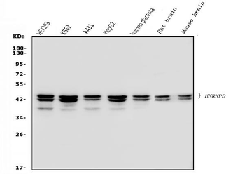 Anti-hnRNP D/AUF1/HNRNPD Antibody (monoclonal, 4F3)